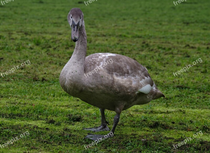 Mute Swan Young Gray Bird White