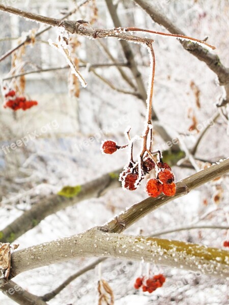 Winter Leann Frost Tree Coldly