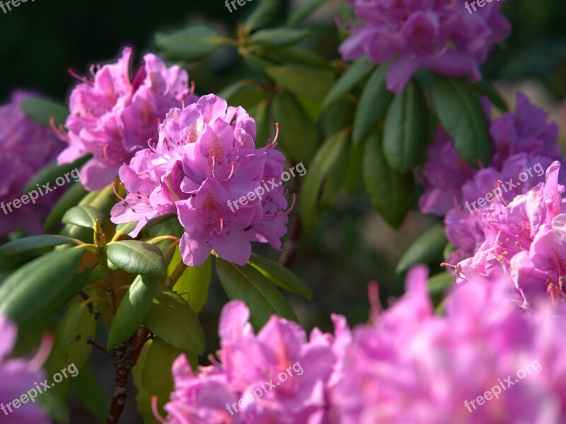 Rhododendron Flower Blossom Bloom Plant