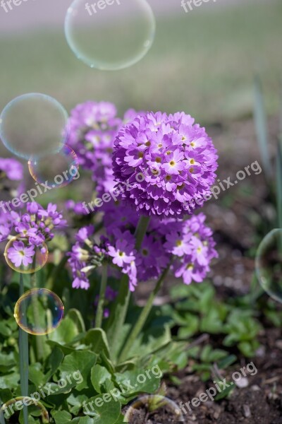 Primrose Drumstick Flower Purple Flower Purple