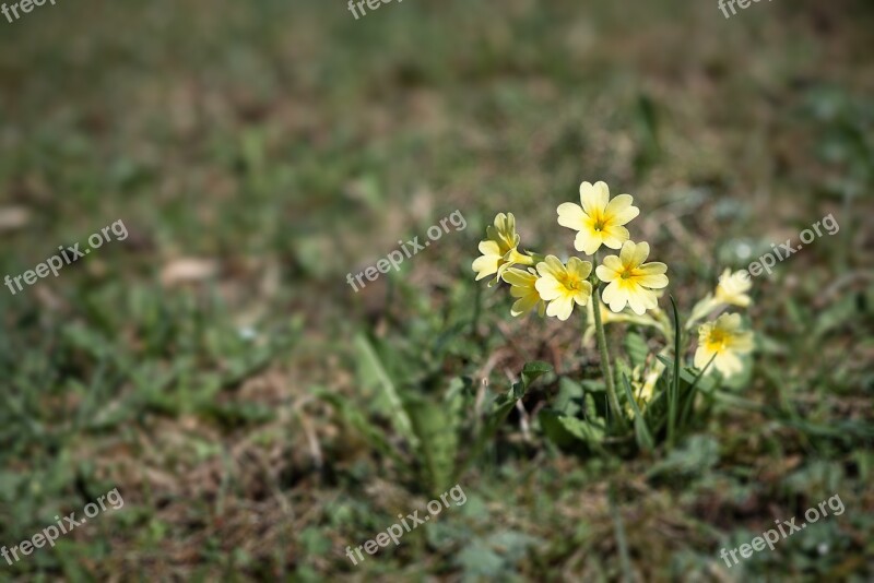 Cowslip Flower Pointed Flower Yellow Yellow Flower