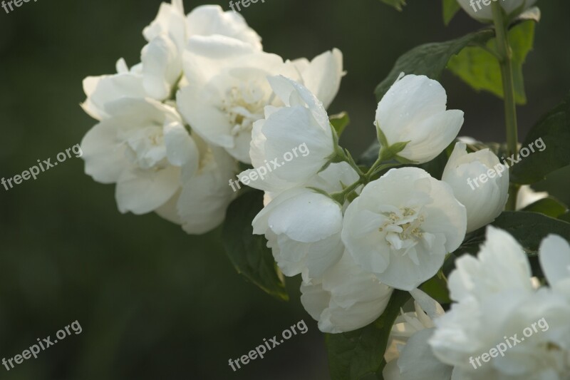 Jasmine Flowers Summer Nature Flowering