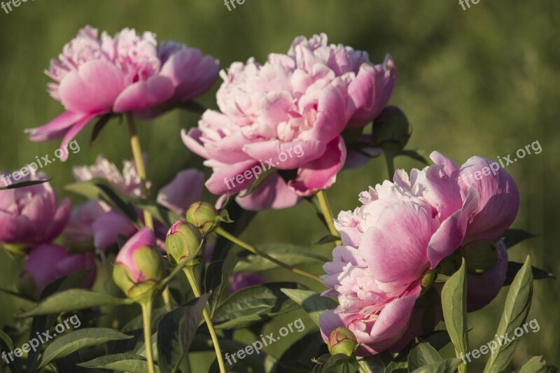 Peonies Pink Summer Nature Blooming