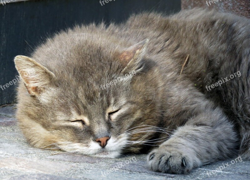 Cat Pet Sleep Grey Domestic Cat