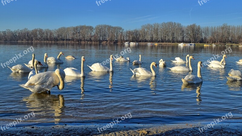 Swans Protected Nature Park The Danube River Backa Palanka Serbia