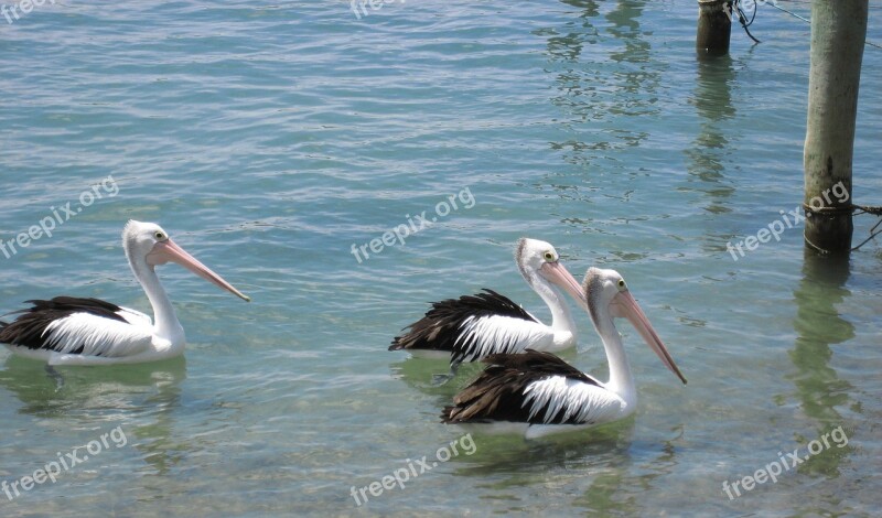 Pelicans Coastline Nature Bird Wild