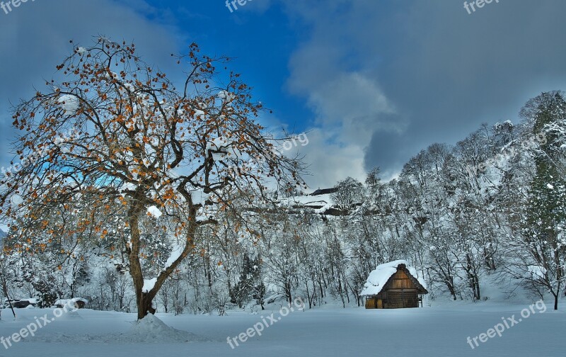 Shirakawa Go Winter Persimmon Thatched Roof Cottages Snow