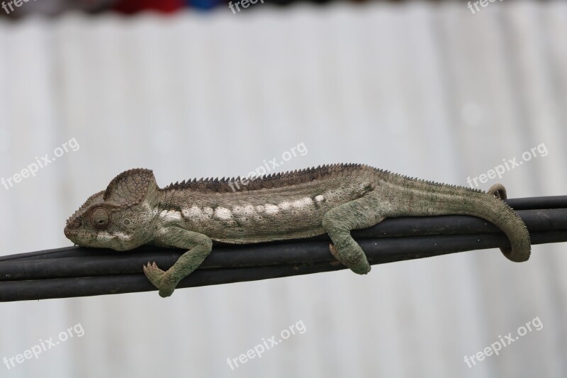 Animal Bokeh Lizard Chameleon Depth