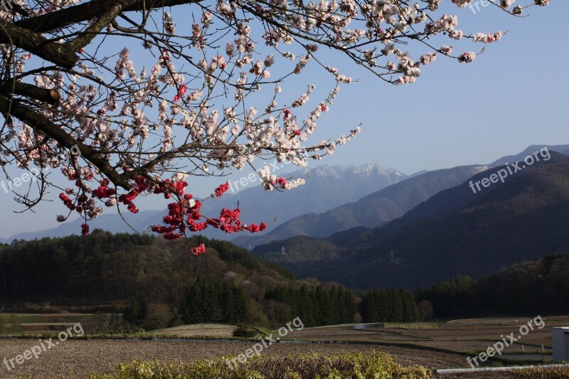 Spring Peach Blossoms 井戸尻 Kai-komagatake Shinshu