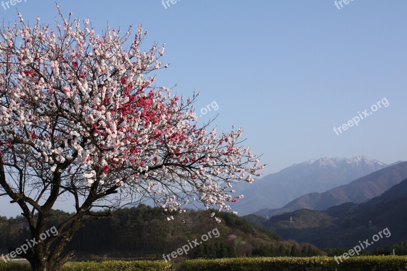 Spring Peach Blossoms 井戸尻 Kai-komagatake Shinshu