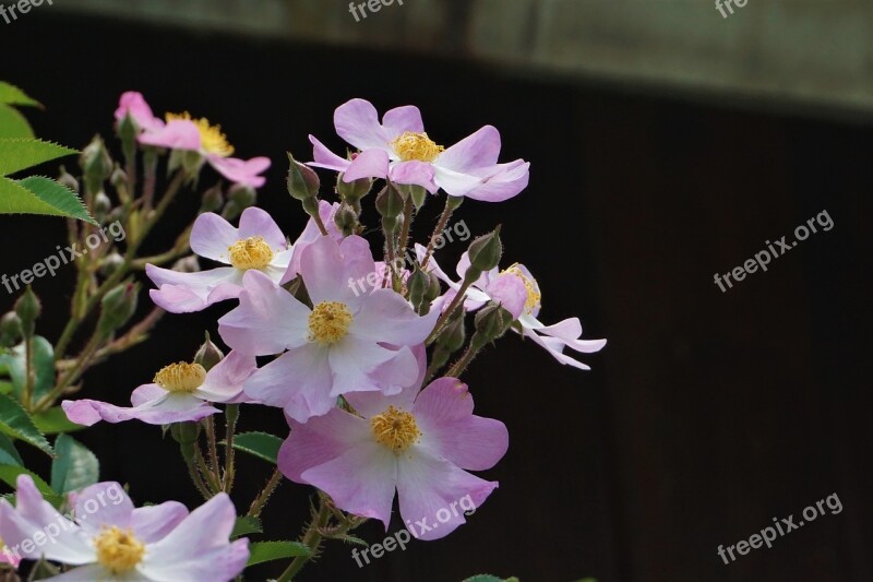 Stuck Under The Flower Flowers White Flower Plants Summer Flowers