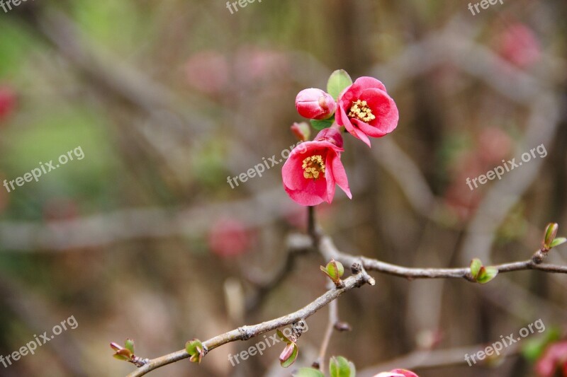 Red Flowers Red Flowers Bright Colors Closeup