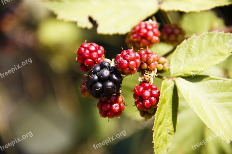 Ajeevika Berry Forest Berries Closeup Nature