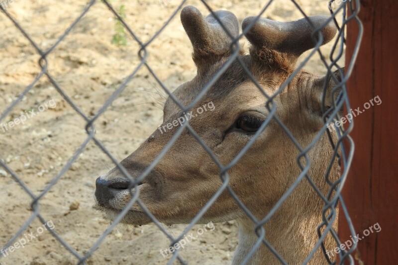 Sarna Zoo The Deer Animal Animals