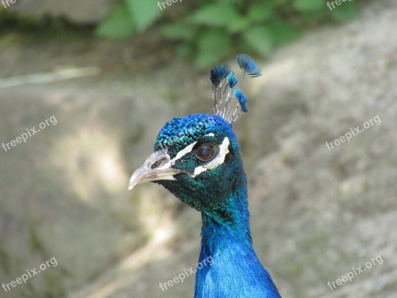 Peacock Head Bird Animal Nature