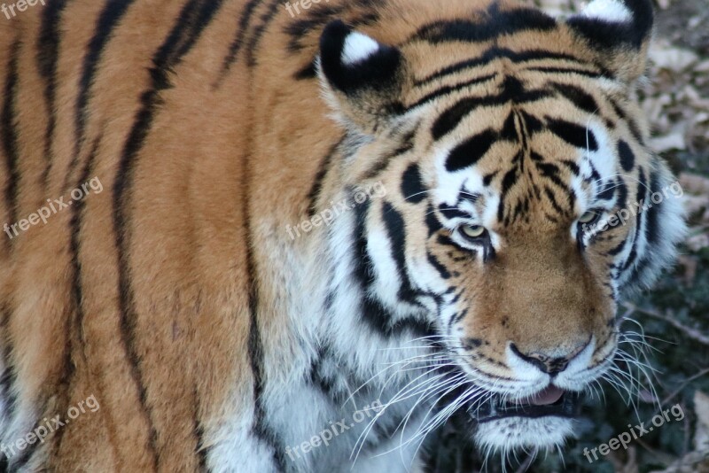 Tiger Zoo Predator Big Cat Carnivores