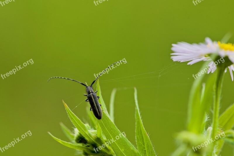 Capricorn Hooked Grass Microcosm Insect