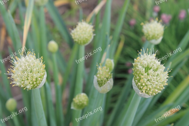 Stamens Onion Flowering Onion Macro Pollen