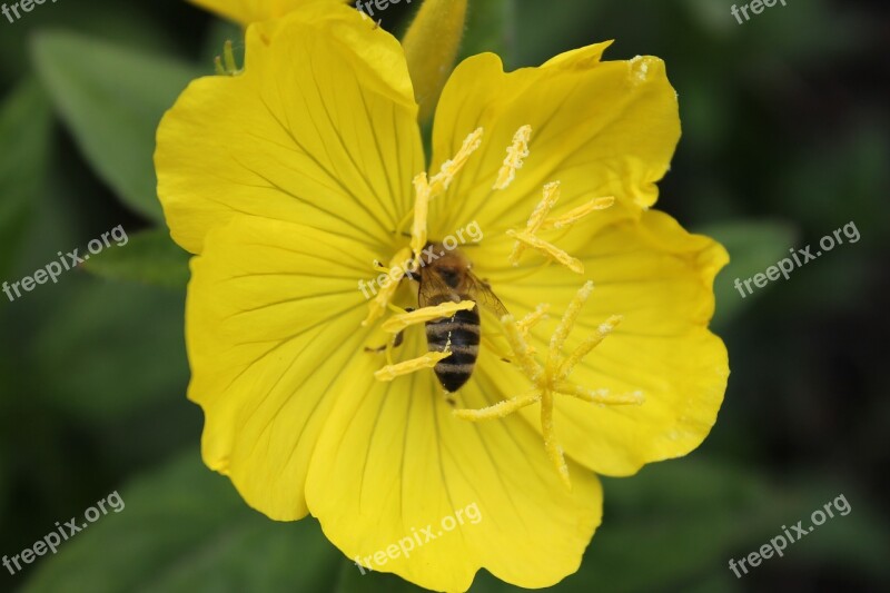 Buttercup Garden A Yellow Flower Macro Bee Plant