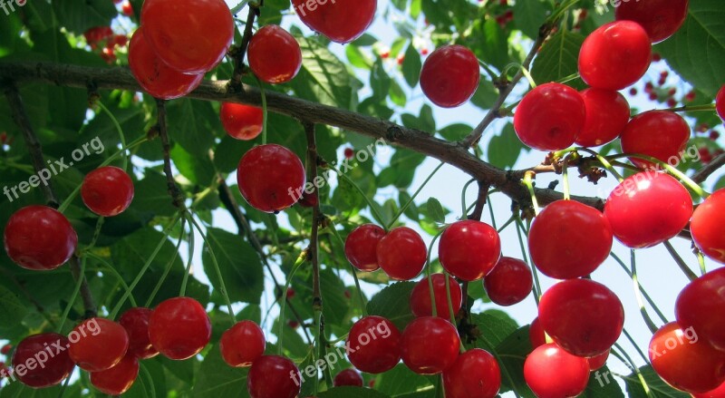 Sour Cherry Crop Branch Free Photos