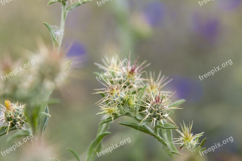 Thorns Lilac Field Wild Thorny