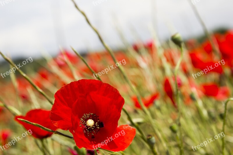 Red Poppy Spain Madrid Wild Flower Nature