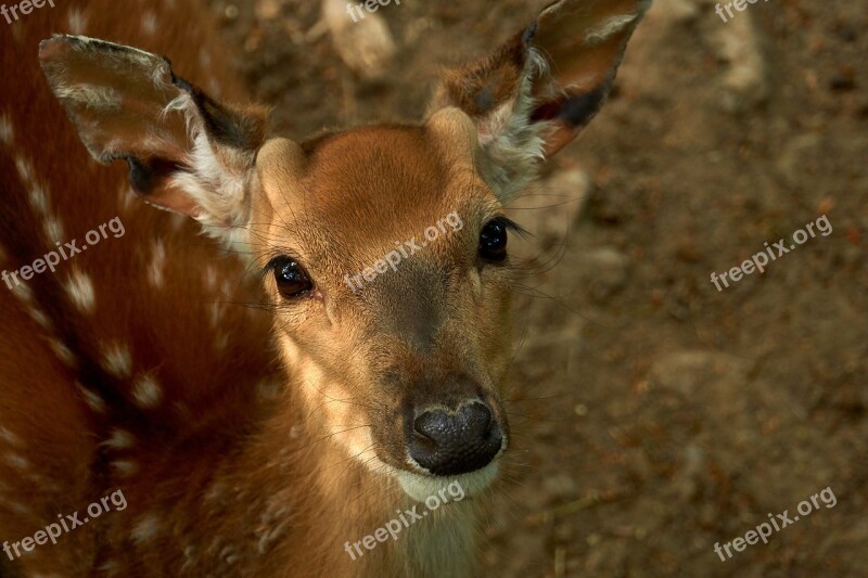 Roe Deer Wild Fallow Deer Animal Scheu