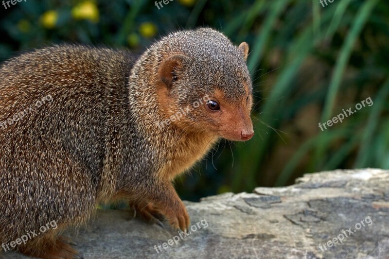 Zwergmanguste Small Animal Attention Mongoose Zoo