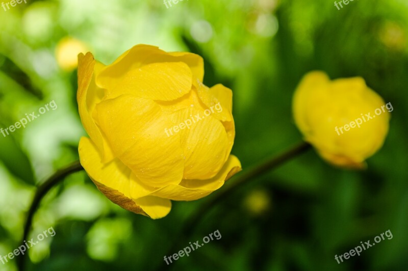 Flowers Marsh Flowers Northern Flowers Yellow Flowers Wild Flowers