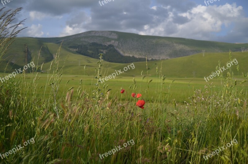 Poppy Prato Mountain Nature Free Photos