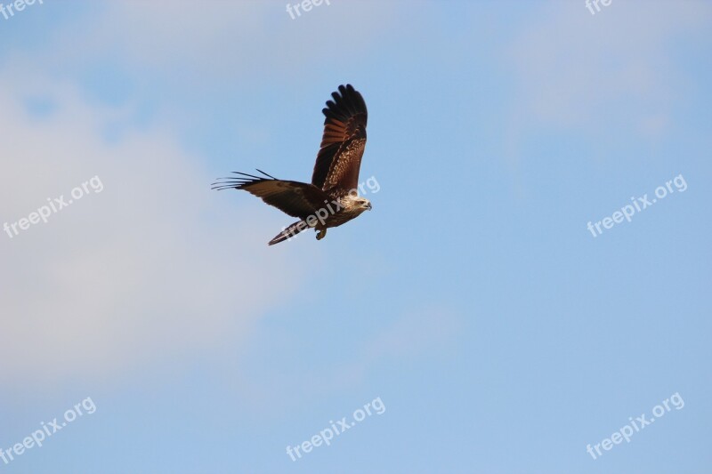 Sky Bard Nature Outdoor Flying