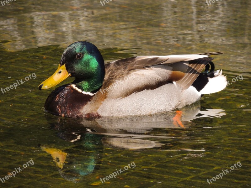 Mallard Duck Wildlife Nature Bird