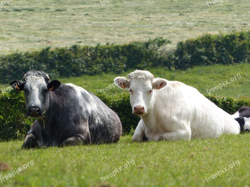 Cows Ruminating Avesnois To Watch Ruminant