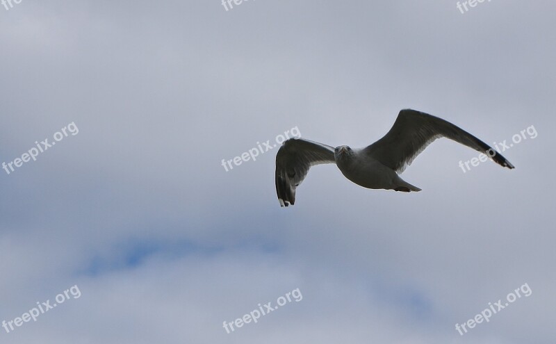 Seagull Flight Sea Flying Water Bird