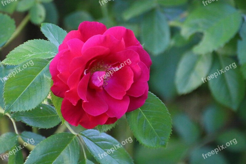 Wild Rose Rose Red Flower Blossom