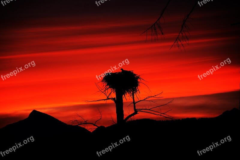 Bird Osprey Eagle Sun Sunset