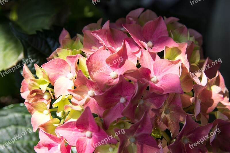 Hydrangea Flower Blossom Bloom Summer