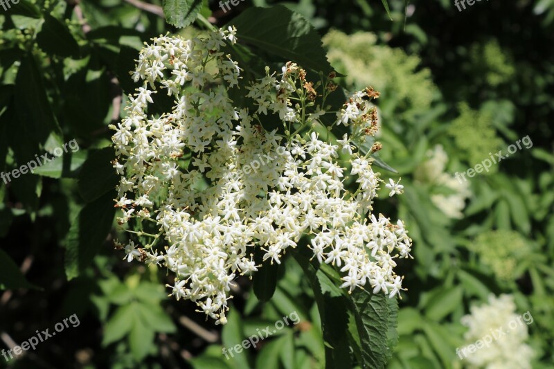 Elder Fläderblomma Summer Plant Free Photos