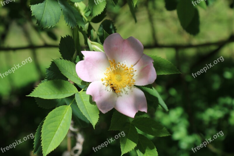 Dog Rose Closeup Pink Yellow Petal