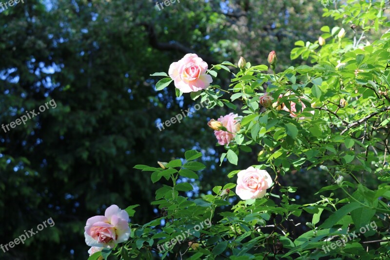 Rosbuske Pink Rosebushes Leaf Rosebud