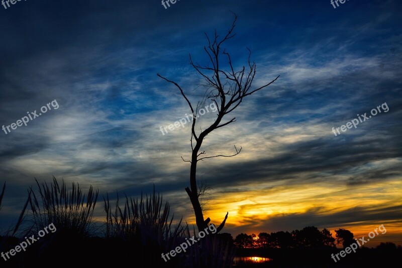 Tree Landscape Sunset Nature Natural Landscape