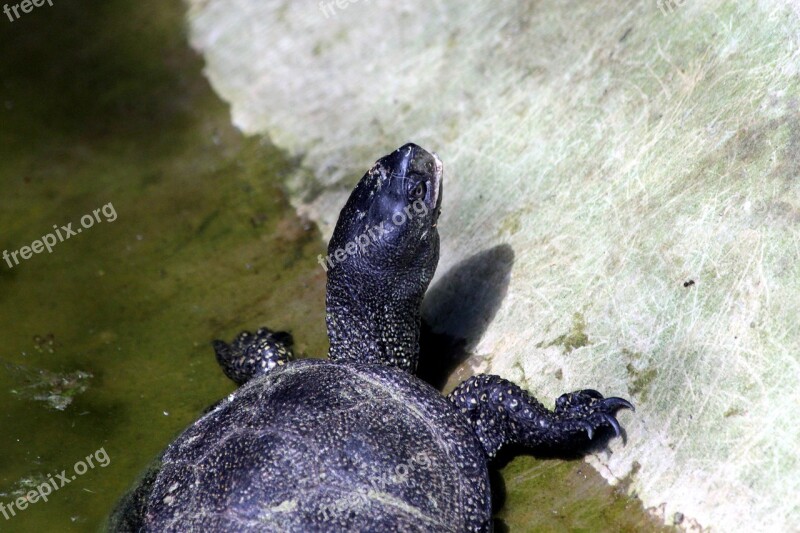 Tortoise Bog Turtle Animal Reptile Krupnyj Plan