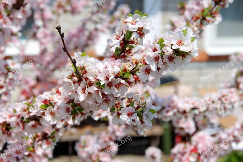 Cherry Bloom Cherry Blossoms Spring White Flowers