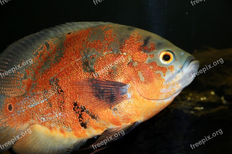 Astronotus Fish Cichlid Aquarium Undersea World