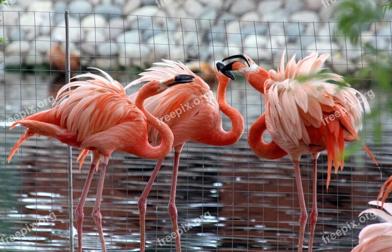 Flamingo Phoenicopterus Roseus Nature Birds Pink Flamingo