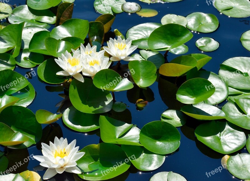 Water Lily Lily Pad Pond Flower Floral