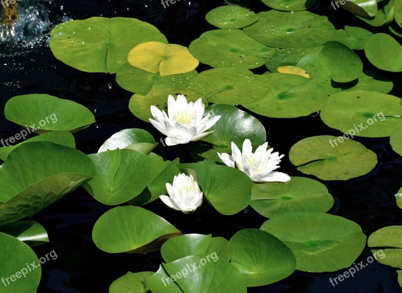 Water Lily Lily Pad Pond Flower Floral