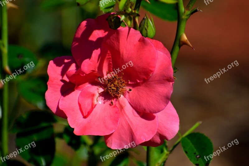 Vibrant Color Rose Flower Floral Red