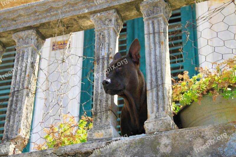 Dog View Balcony Building Architecture