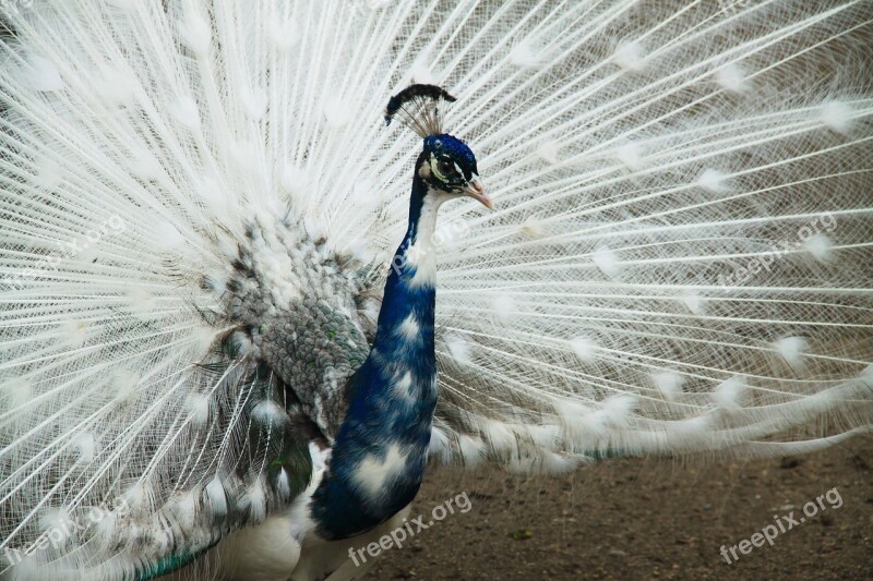 Peacock Zoo Closeup Peacock's Tail Feathers